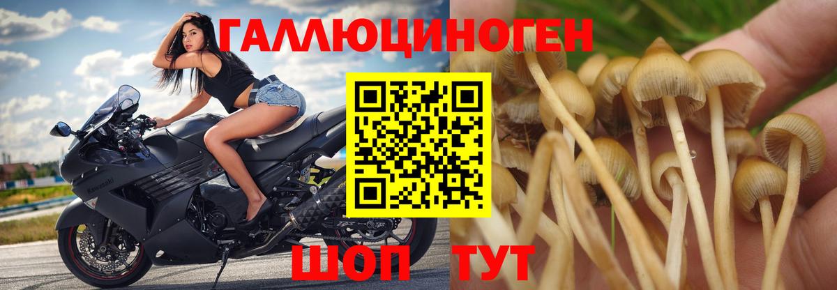 Клинцы  Псилоцибиновые грибы Psilocybe  купить закладку  Галлюциногенные грибы мухоморы  Вход с VPN 